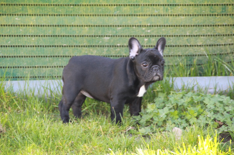 Isabella black pearl louise marie Du golden child.