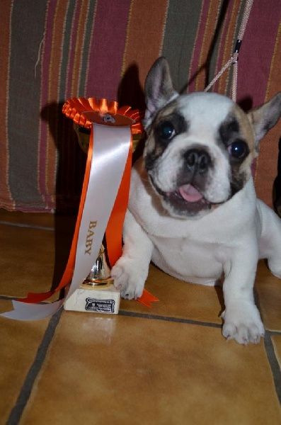 les bb de Balto et Cali 